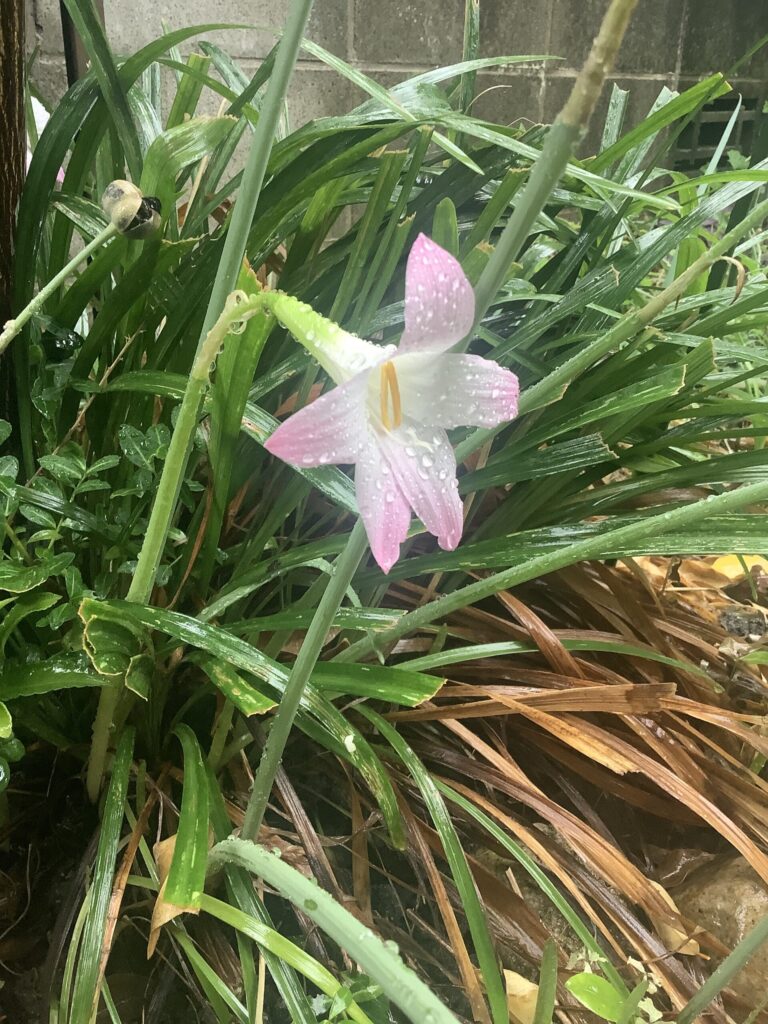雨に濡れる百合の花の写真