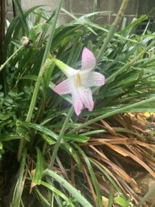 雨に濡れる百合の花の写真